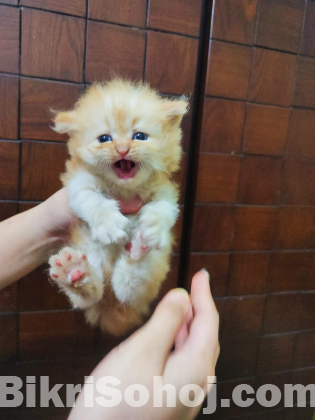 Traditional persian female kitten